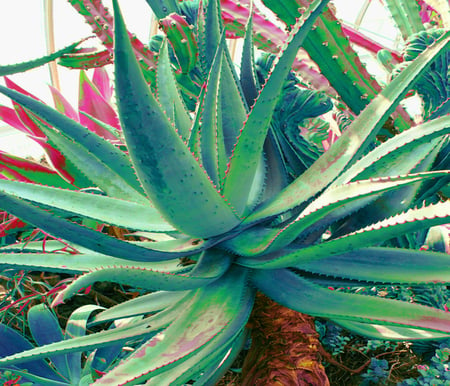 Aloe Vera plant - cactus, succulent, colorful, desert, aloe vera