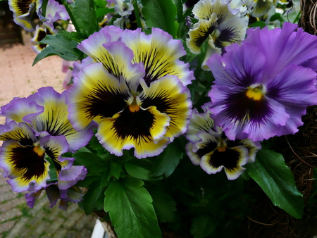 Pansies. - flower, purple, pansy, petal