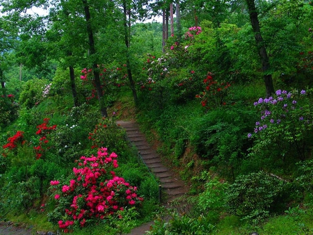 Garden stairs. - step, garden, green, stair, flower, tree