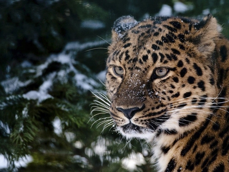 Gazing Leopard - leopard, snow, gaze, grass, lovely