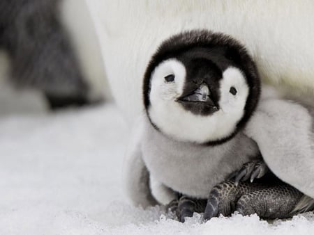 Little Penguin - cute, little, picture, penguin