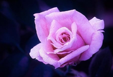 pretty in pink - pretty, blooms, blossoms, bud, petals, pink, flowers, elegance, nature, soft, rose, plants, nice, delecate