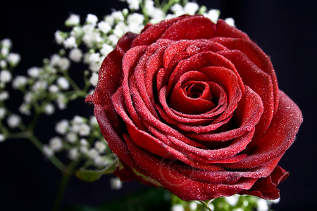 red rose - nice, elegance, soft, blooms, bud, rose, plants, nature, delecate, pretty, blossoms, petals, flowers