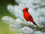 northern cardinal