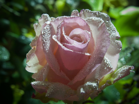 satin pink rose - pretty, blooms, blossoms, bud, petals, flowers, elegance, nature, soft, rose, plants, nice, delecate