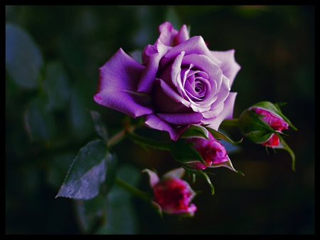 purple rose - pretty, blooms, blossoms, bud, petals, flowers, elegance, nature, purple, soft, rose, plants, nice, delecate