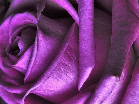 purple bud - pretty, blooms, blossoms, bud, petals, flowers, elegance, nature, purple, soft, rose, plants, nice, delecate