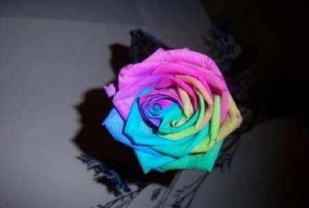 rainbow rose - pretty, blooms, blossoms, bud, petals, flowers, colorful, elegance, nature, soft, rose, plants, nice, delecate