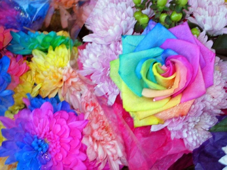 rainbow rose - nice, elegance, soft, blooms, colorful, bud, rose, plants, delecate, nature, pretty, blossoms, petals, flowers