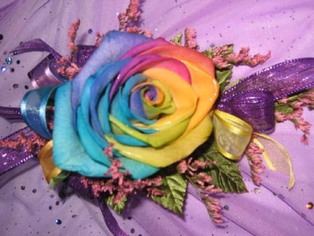 colorful rose - pretty, blooms, blossoms, bud, petals, flowers, colorful, elegance, nature, soft, rose, plants, nice, delecate