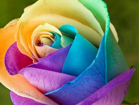 colorful petals - nice, elegance, soft, blooms, colorful, bud, rose, plants, delecate, nature, pretty, blossoms, petals, flowers