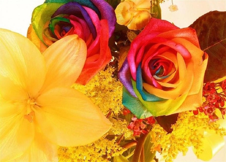 rainbow rose - nice, elegance, soft, blooms, colorful, bud, rose, plants, delecate, nature, pretty, blossoms, petals, flowers