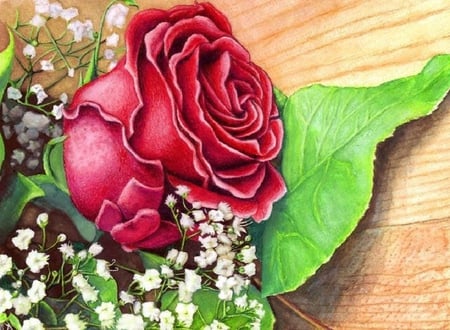 red rose - blossoms, elegance, rose, pretty, soft, flowers, delecate, plants, petals, nice, blooms, nature, bud, colorful