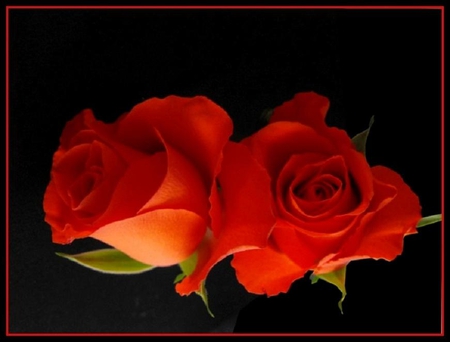 two red rose