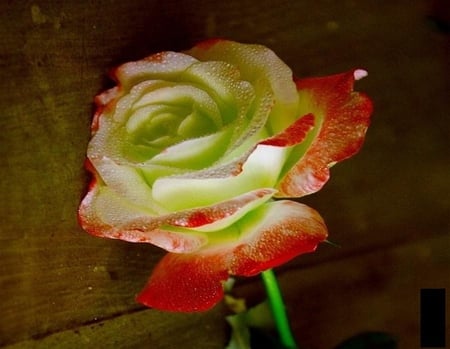 just a rose - nice, elegance, soft, blooms, bud, rose, plants, nature, delecate, pretty, blossoms, petals, flowers