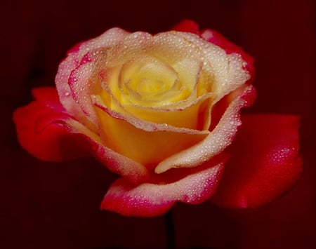 just a rose - pretty, blooms, blossoms, bud, petals, flowers, elegance, nature, soft, rose, plants, nice, delecate