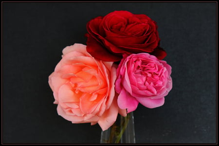 roses - blossoms, elegance, rose, pretty, soft, flowers, delecate, plants, petals, nice, blooms, nature, bud