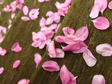 Pink petals.... - nice, beauty, season, photography, great, spring, amazing, cool, pretty, petals, gently, soft, lovely, nature, beautiful, pink, steps, colors, photo