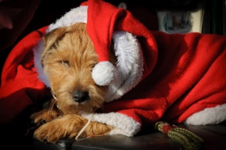 Christmas time - winter, nice, christmas, dog