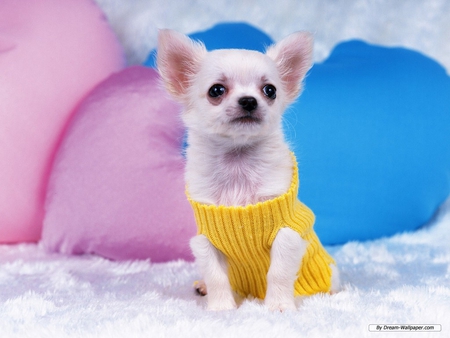 CHIHUAHUA - white, chihuahua, small, canine, cute, dog, mexican breed