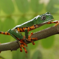 STRIPED LEAF FROG