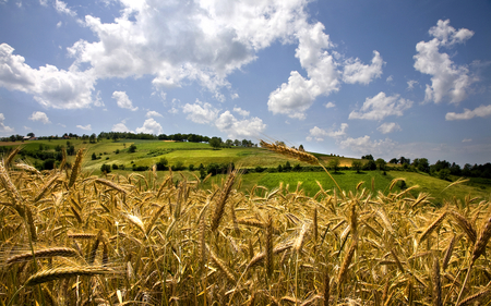 Wheat Field - wheat, nature, field, sky, beaultiful