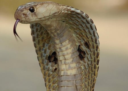 COBRA - cobra, toxic, poisonous, reptilian, snake, venomous, deadly, scales, reptile