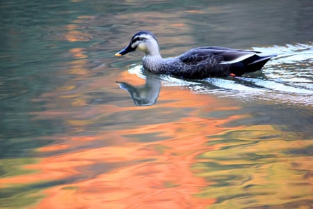 Swimming on the Sunset - reflections, duck, lake, sunset