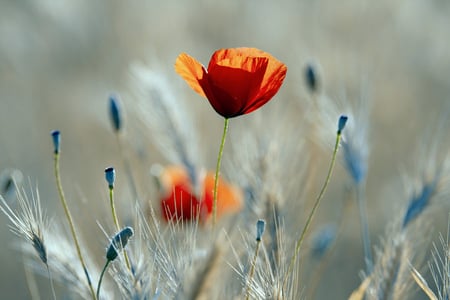 Poppy - poppy, poppies, blue, beautiful, photography, beauty, flower, wheat, red, macro, field