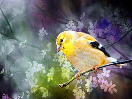 Lonely bird - lonely, yellow, floral, branch, animal, bird