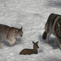 Lynx Vs Wolf Whats for dinner