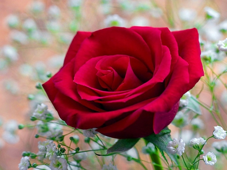 Lonely red rose - nice, delicate, rose, lovely, nature, pretty, lonely, red, beautiful, flowers