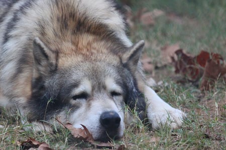 autumn of life - feroucious wolf, dog, autumn of life, timber, gray, angry