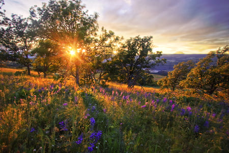 Beautiful Scenery - nature, scenery, field, sun