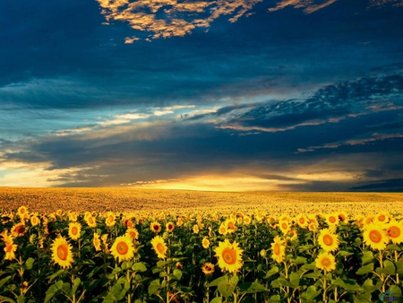 A-field-of-sunflowers - nature, sky, yellow, sun flower, flowers