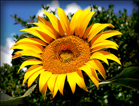 giant_sunflower - bee, nature, yellow, sun flower, flower