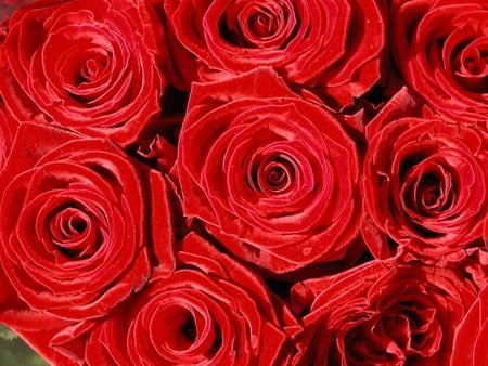 Precious roses for my beautiful friends here - love, special, magnificent, passion, gift, fashion, unique, bouquet, present, entertainment, precious, forever, arrangement, beautiful, friendship, red roses