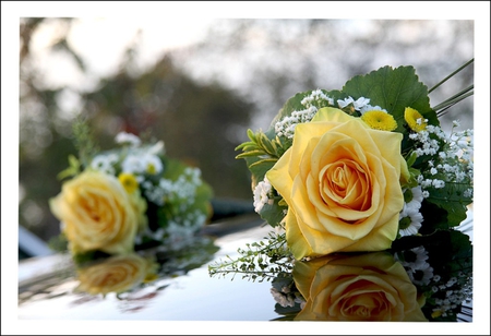 Lovely and beautiful - beauty, yellow rose, reflection, beautiful, wonderful, lovely, rose, flower