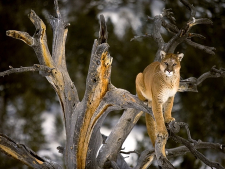 PUMA - animal, nature, puma, mammal, tree, wildlife