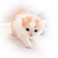 sweet kitty