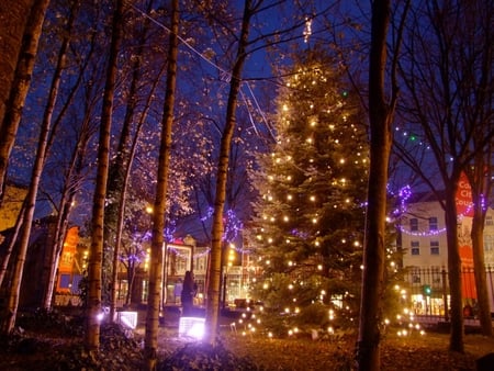 Christmas tree - nature, outside, tree, decoration, christmas, shiny, lights