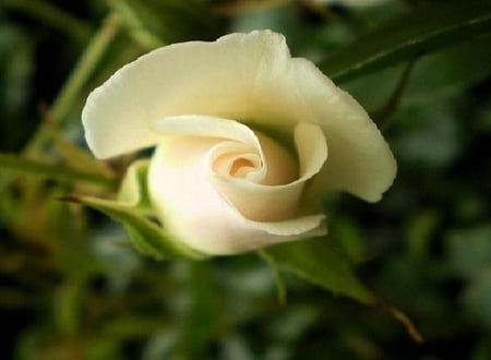 white yellow rose - pretty, blooms, blossoms, bud, flowers, fresh, nature, soft, rose, plants, nice, delecate