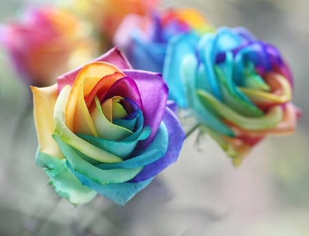 colorful rose - nice, fresh, soft, colorful, blooms, bud, rose, plants, delecate, nature, pretty, blossoms, flowers