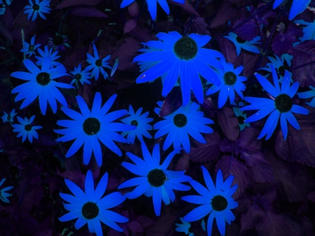 BLUE,DIGIT - digital, flowers, daisies, blue