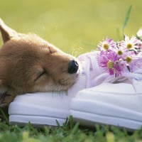 Dog and shoes