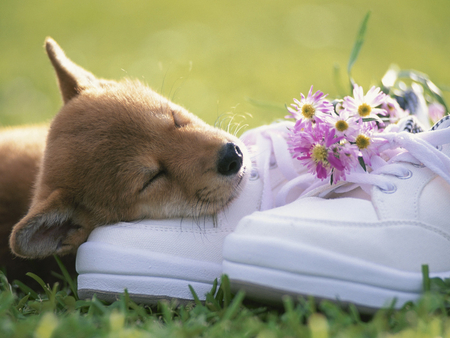 Dog and shoes - animal, shoe, cute, dog, tennis, puppy, flower, sweet