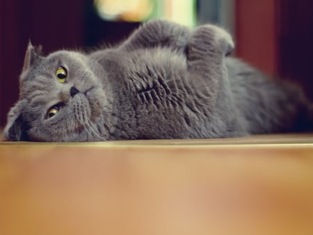 Gray cat - animal, kitten, feline, sweet, cat