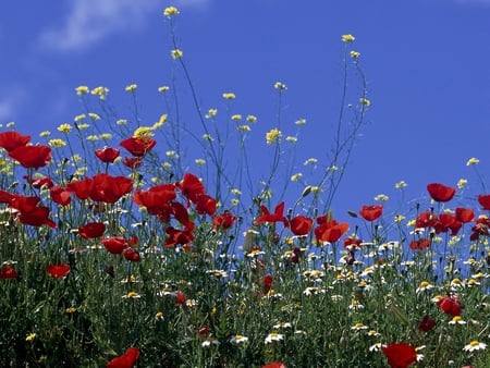 Nature - nature, field, life, flower