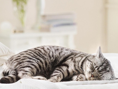 Cat sleeping - animal, sleep, kitten, feline, sweet, cat