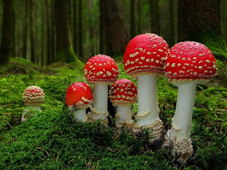 Amanita muscaria - amanita muscaria, forest, fungi, mushroom